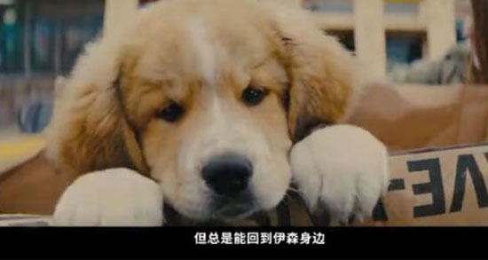 一条狗的使命2有彩蛋吗