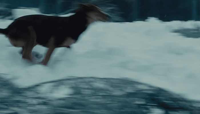 小狗意外救到一只小狮子是什么电影