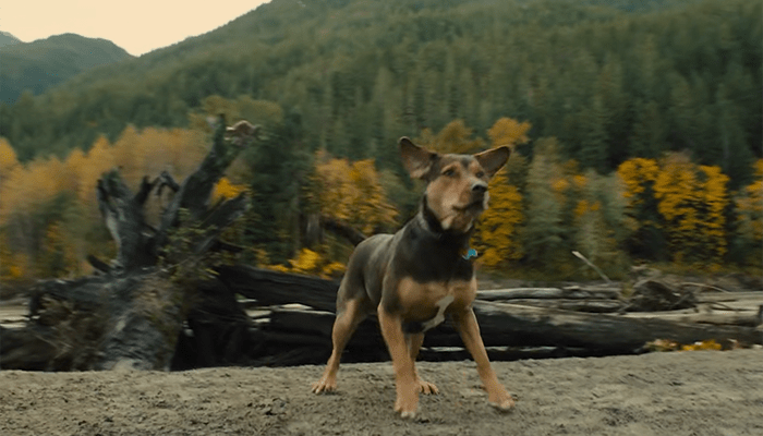 小狗意外救到一只小狮子是什么电影