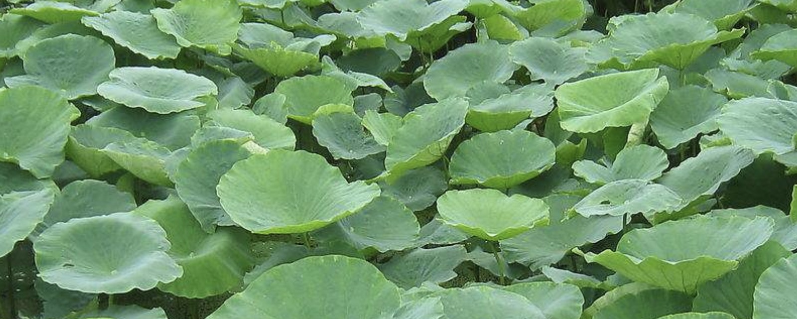 圆圆的荷叶像什么