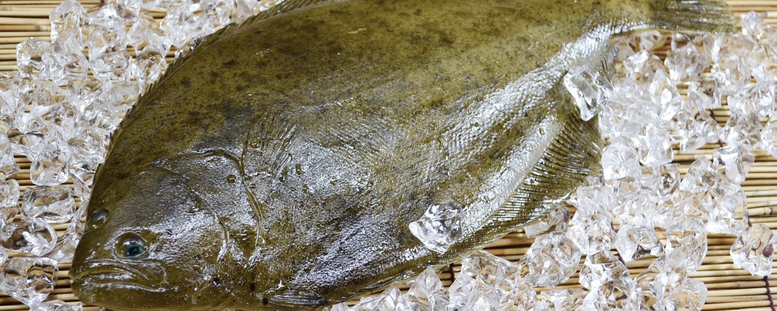 比目鱼又叫鲽鱼,板鱼,偏口鱼,长的比较有意思,两个眼睛长在身体一侧