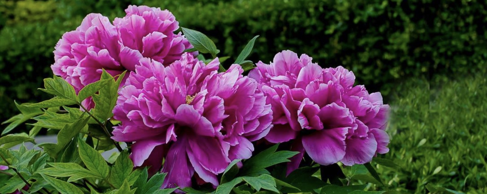 "四月牡丹国色香"的上句是"三月桃花红十里".