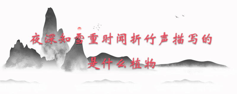 夜深知雪重时闻折竹声描写的是什么植物