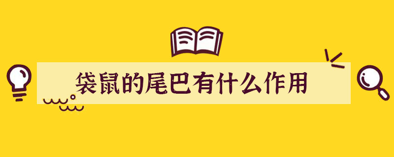 袋鼠的尾巴有什么作用