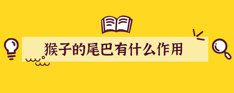 猴子的尾巴有什么作用