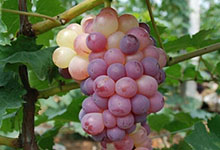 剥葡萄皮的快速方法