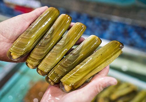 为什么竹节蛏子遇到盐会自己跑出来