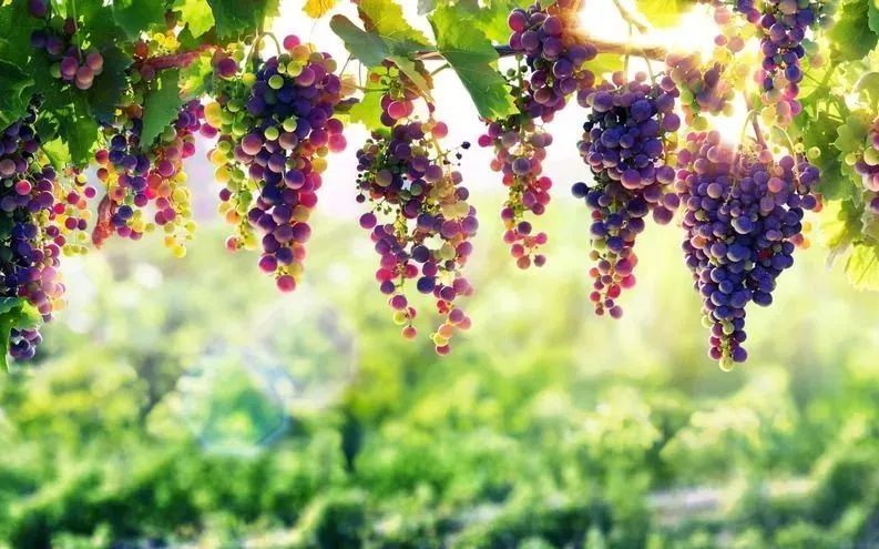 怎样快速剥葡萄皮