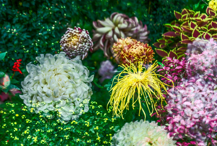 不是花中偏爱菊 此花开尽更无花 什么意思