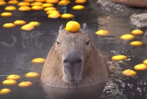 水豚是什么动物