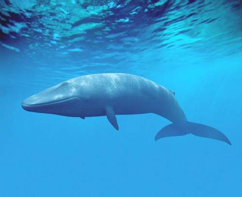 蓝鲸主要吃什么食物