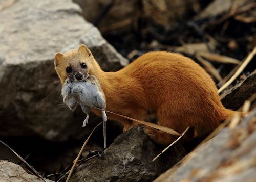 黄鼠狼主要吃什么
