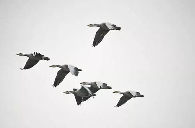 什么是头雁效应