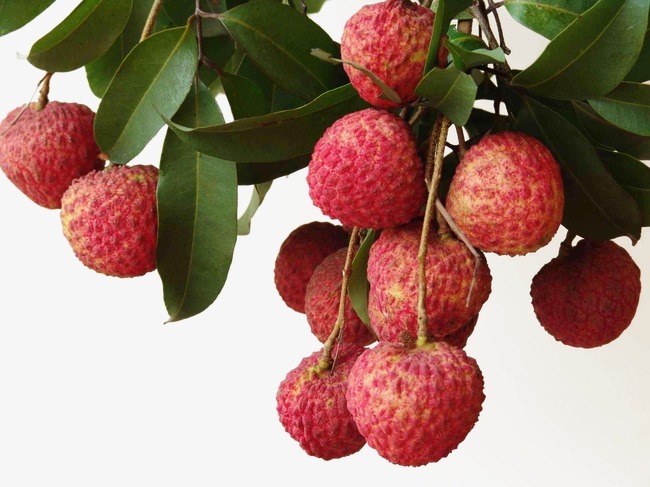 苏轼最喜欢吃什么水果