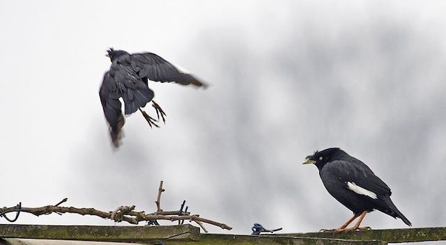 八哥学舌告诉了我们什么道理