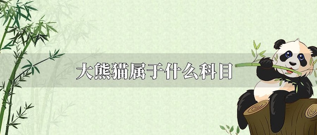 大熊猫属于什么科目