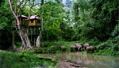 野象谷热带雨林景区