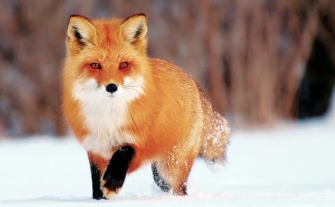 狐狸古代的别称是夜行还是阿紫