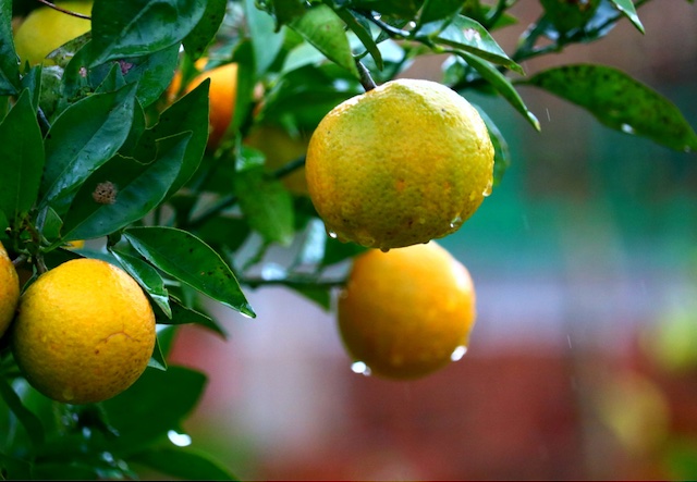 橘生淮南则为橘出自哪部著作