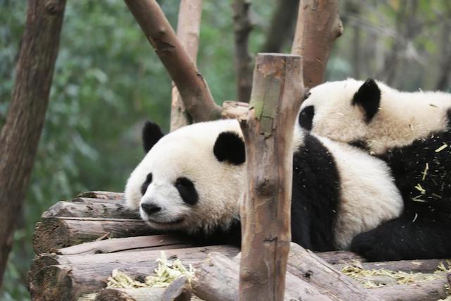 有活化石之称的野生动物是