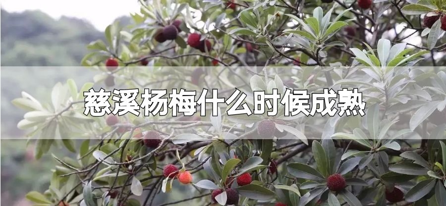 慈溪杨梅什么时候成熟