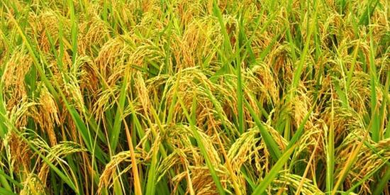 1992年10月3日 我国水稻遗传工程育种获重大突破