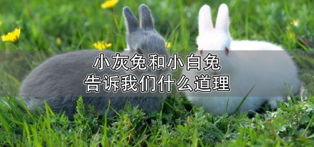 小灰兔和小白兔告诉我们什么道理