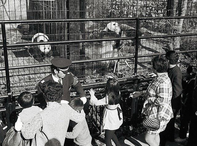 1972年11月4日 东京举行仪式欢迎大熊猫