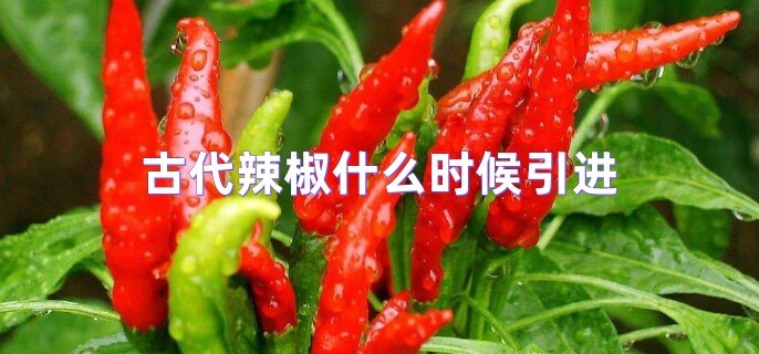 古代辣椒什么时候引进